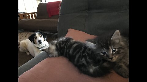 I Am SADIE, The KITTEN WATCHER