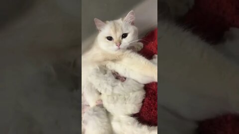🐾😍😻