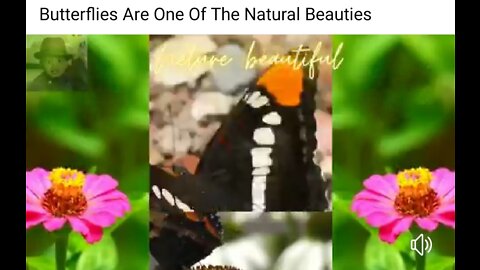 Butterflies Are One Of The Natural Beauties