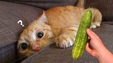 Cats and Cucumbers Funny Cats Reaction to Cucumber