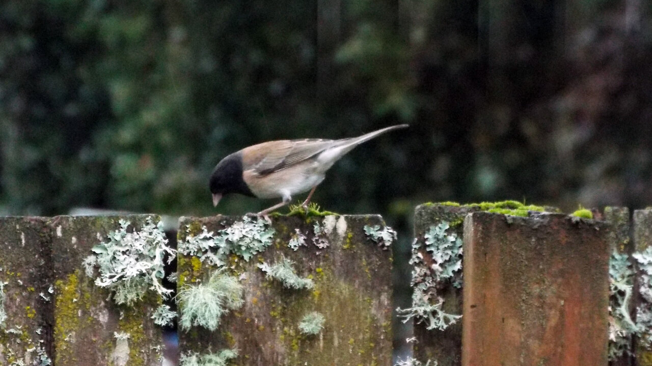 Dark-eyed Junco