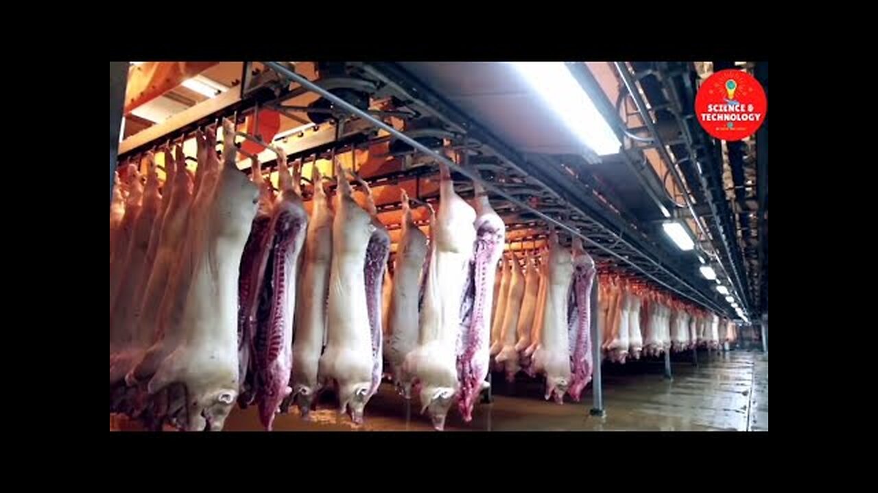 INCREDIBLE HIGH-TECH PIG SLAUGHTERHOUSE-AMAZING MODERN TECHNOLOGY PORK FACTORY PROCESSING-PIG FARM