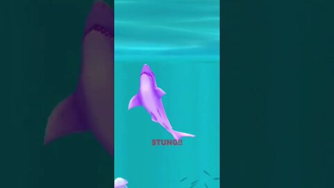 shark 🦈 🦈 fish swim in water 💧 and eat alive food