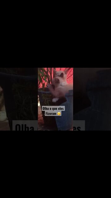 Nossa eles destruíram o vaso !! #pets #gato