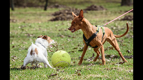 Cutest Dog fight Ever