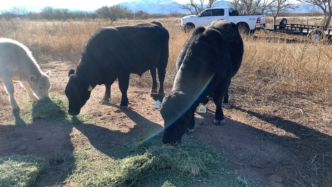 Bulls Eating Alfalfa