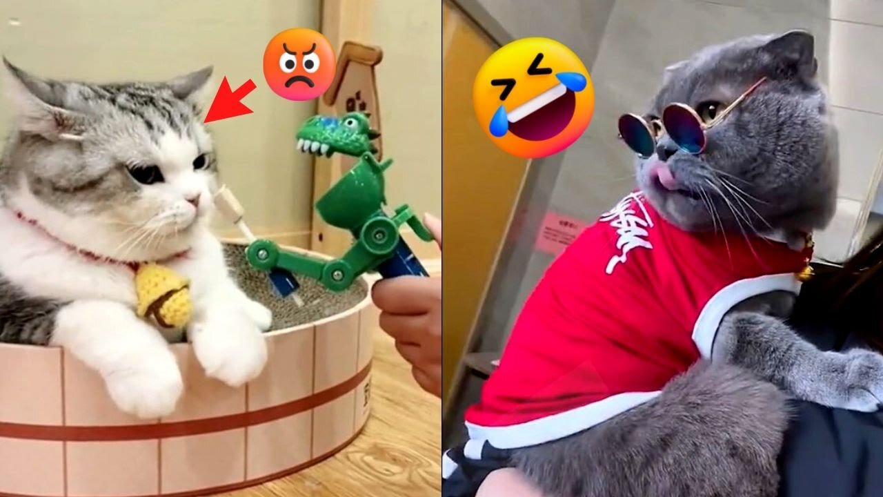 Funny videos funny animals