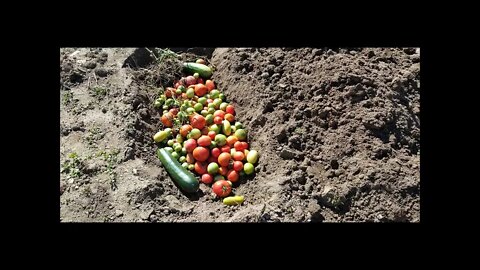 Digging Tomato Graves...