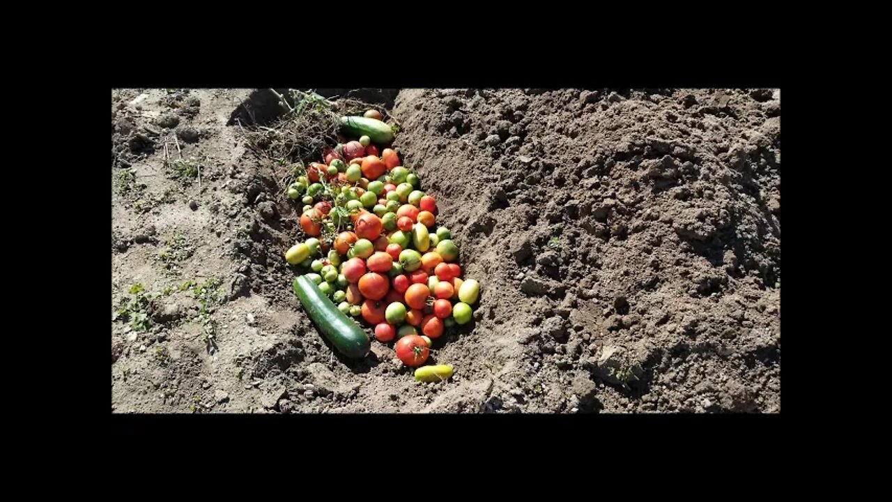 Digging Tomato Graves...