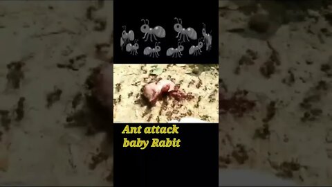 Ant attack Baby Rat 🐀2022#shorts #youtubeshorts #shortvideo