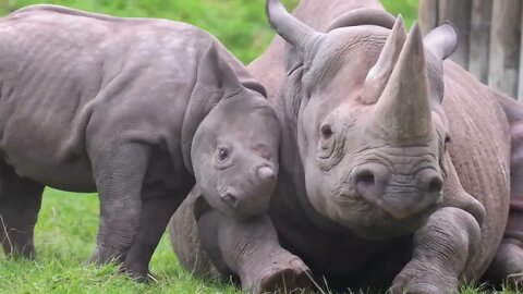 Baby Rhino & Mother