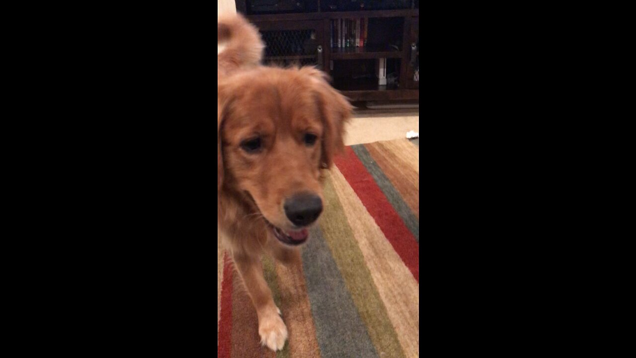 Golden retriever playing ball