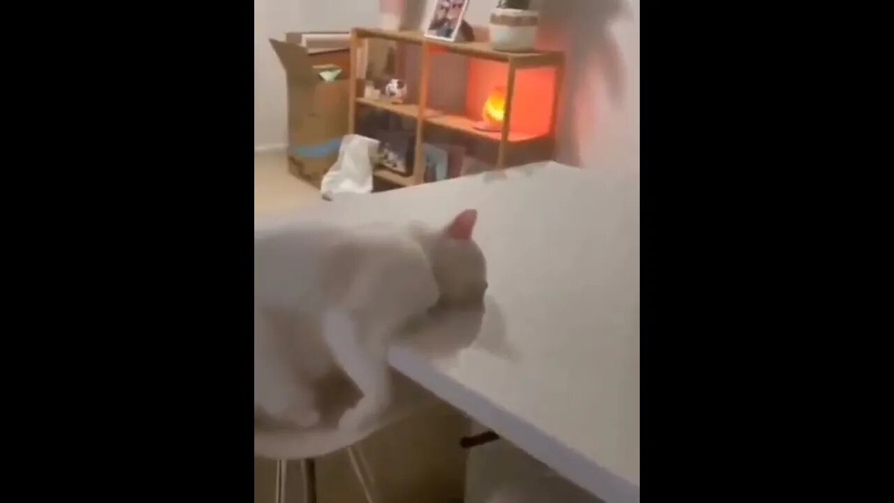 Mondays...🐈🐾💤😅 #shorts #cat #tiktok