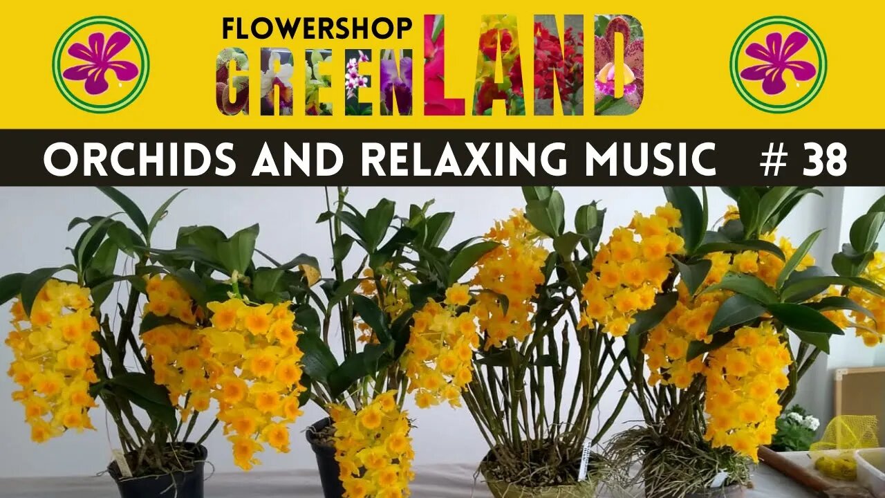 PIROUETTE MUSIC | 100 ORCHIDS TO THE SOUND OF RELAXING MUSIC | # 38