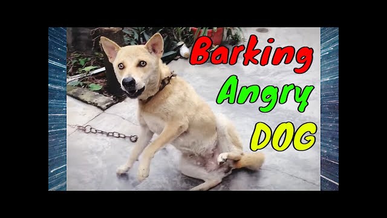 How Dogs React When Seeing Stranger 34 - Running, Barking? | Viral Dog