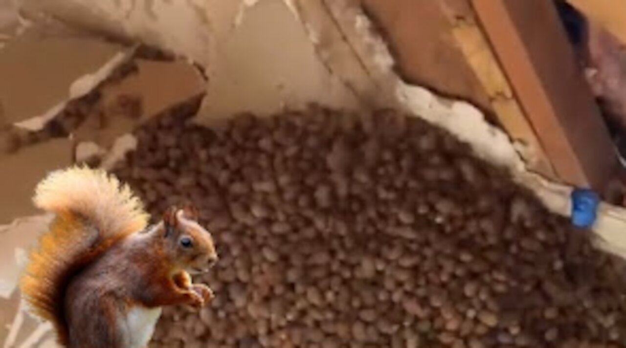 A Cache Of Acorns That Was Hidden By A Squirrel