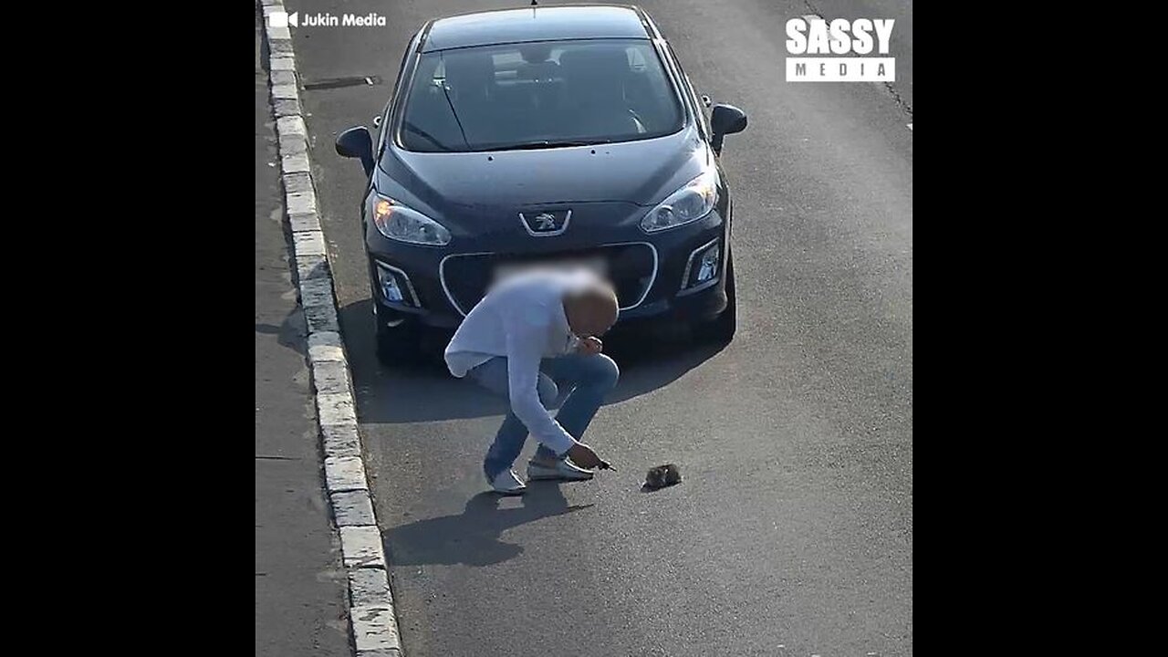 Kitten Saved From Highway After Almost Getting Ran Over