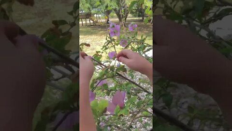 His schoolhouse is outdoors! 🦎🤪👍#shorts #viral #tiktok