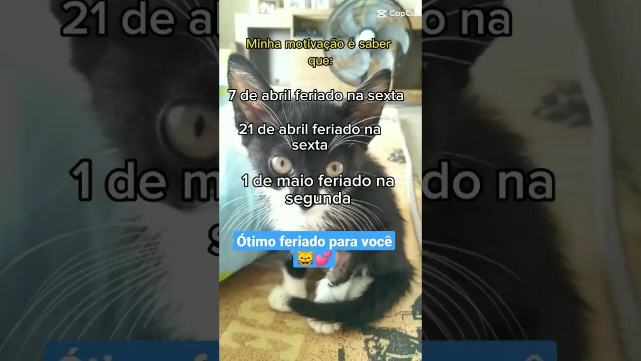 Gato Bartolomeu Tunico 😺