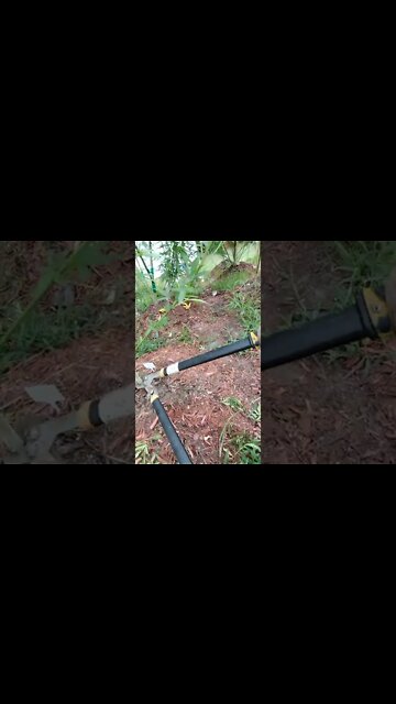 Death of a goat Cindy goat