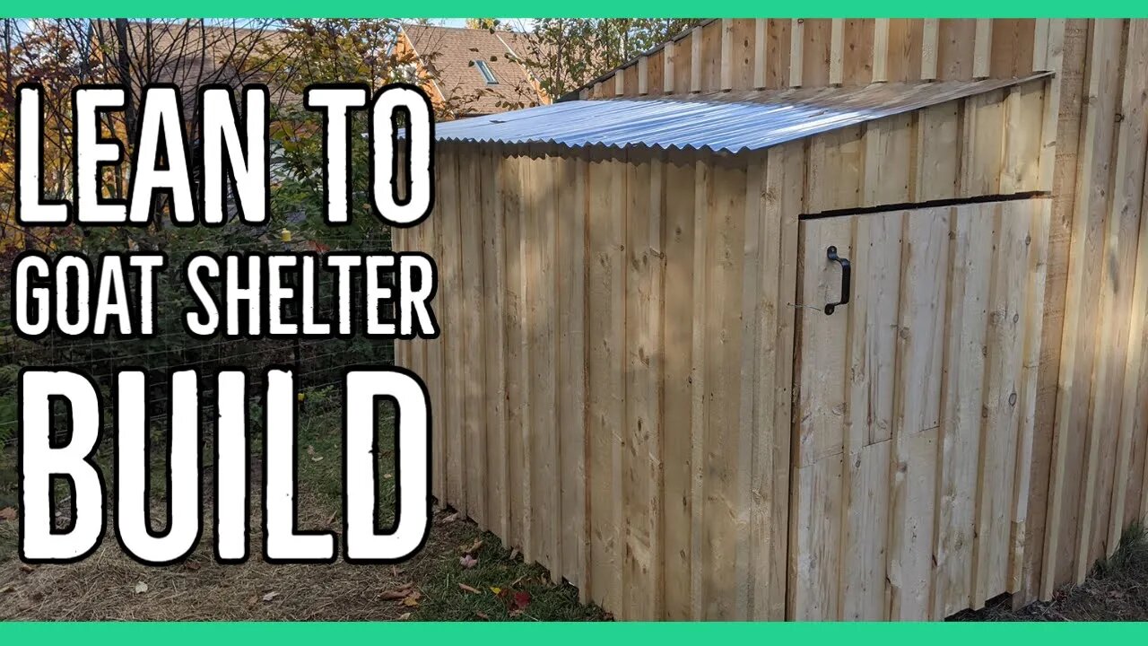 Building a Lean To Shelter For Nigerian Dwarf Goats