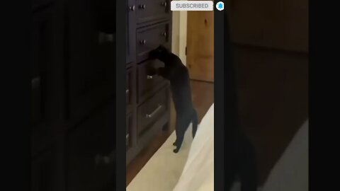 cute cat videos 😹 funny videos 😂☺️🌷