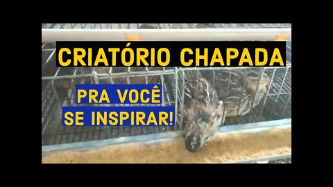 CONHEÇA O CRIATÓRIO CHAPADA