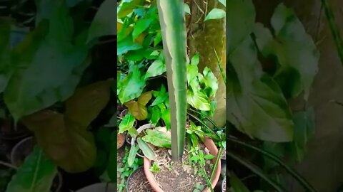sansevieria