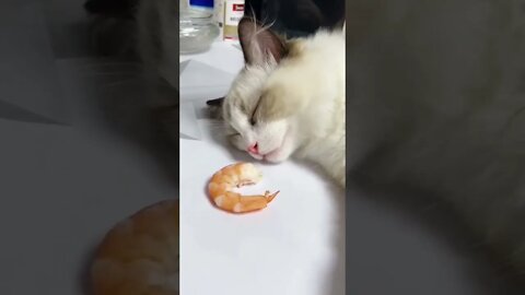 Just wait for it 😊😊 #cat #catlover #shorts #hype #saintpee #viralshorts