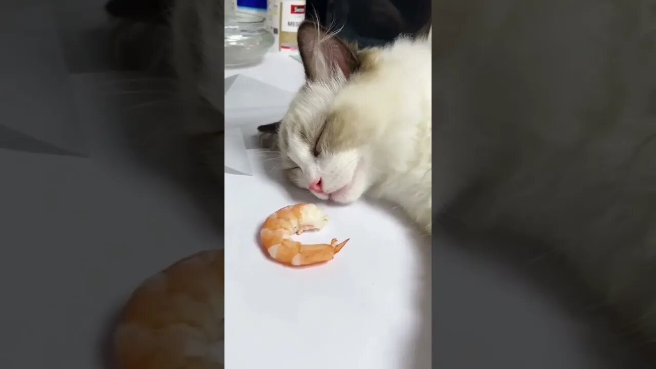 Just wait for it 😊😊 #cat #catlover #shorts #hype #saintpee #viralshorts