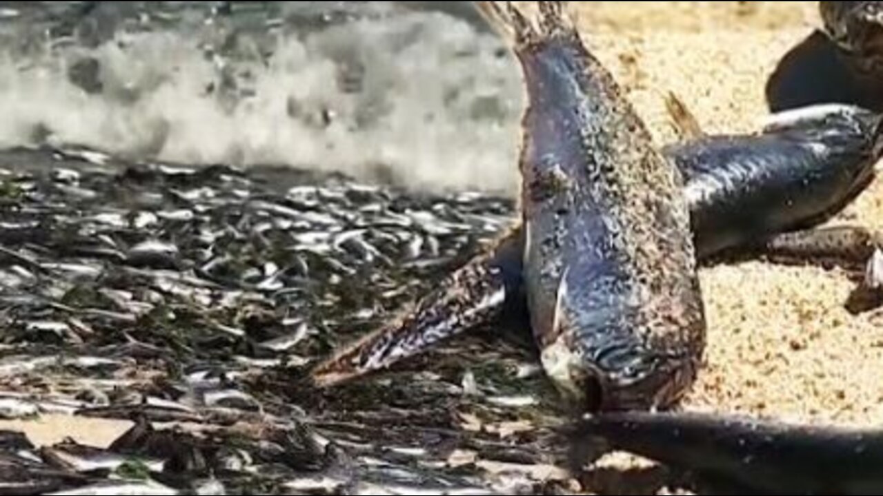 Thousands of Dead Fish Turn Up on Chilean Beach