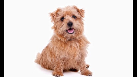 Dog's funny video