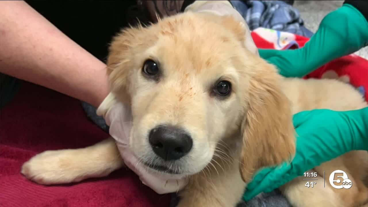 Lake Humane seeks donations to help puppy with broken leg from alleged abuse