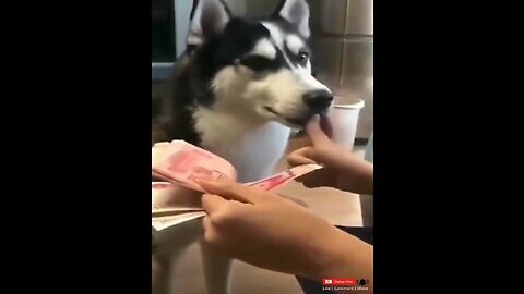 🥰😍Funny Cute Dogs complication 2023| Funny animals