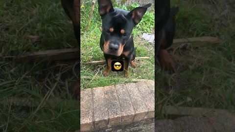 Rottweiler!!!😎🐶 (Must Watch) #shorts #short #viral #trending #subscribe