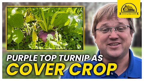 Purple Top Turnips as a Cover Crop