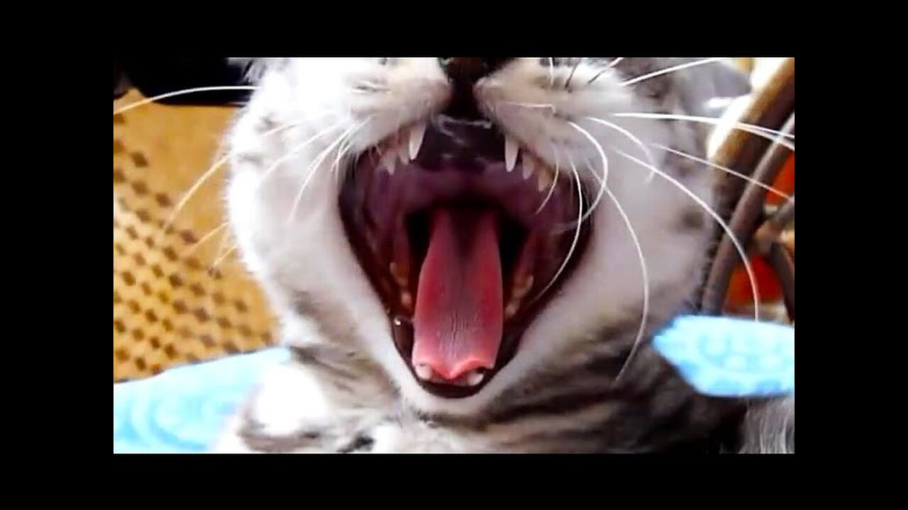 What's roar is the best? Funny Cats or Cute Kittens