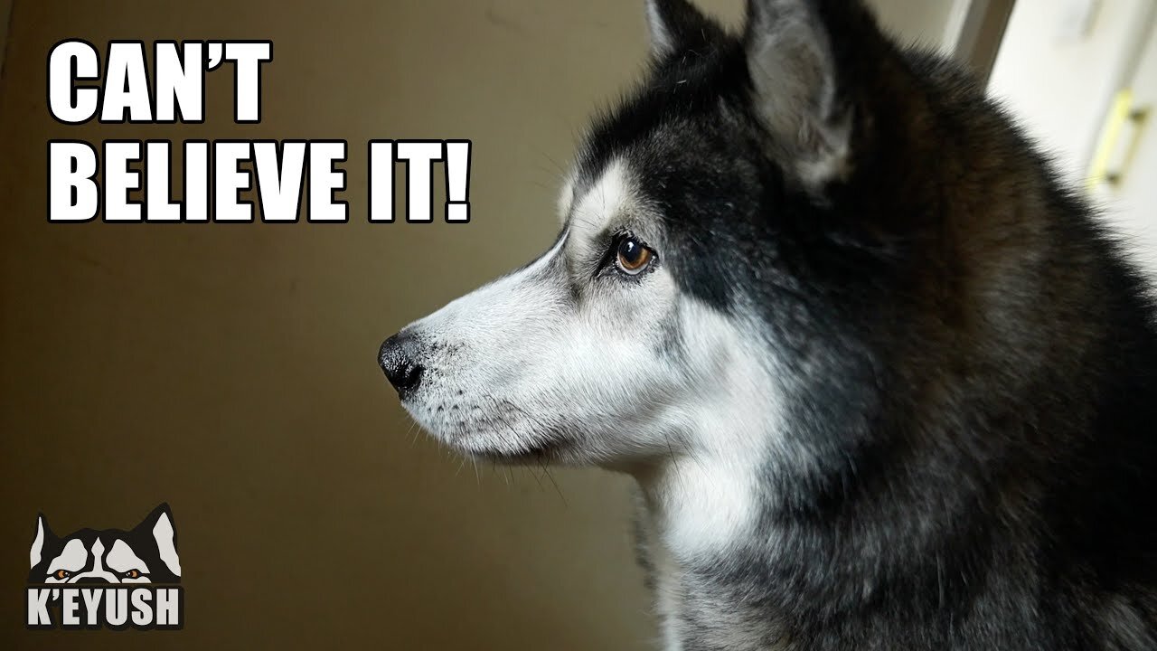 Husky was so shocked that he had trouble speaking.