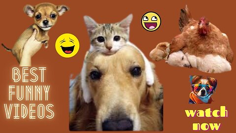 Animals Crazy Moments | Episode 194