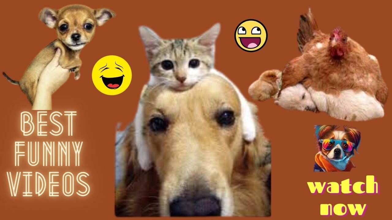 Animals Crazy Moments | Episode 194