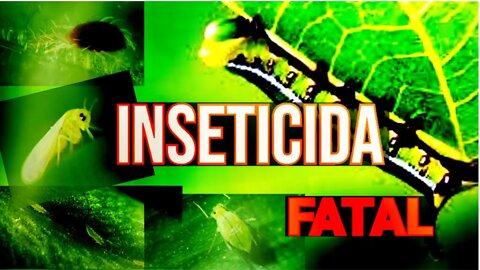 TOP 17 fórmula (SECRETA PARA MATAR)insetos das hortaliças com esse👉inseticida fatal🔴