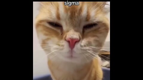 Cats trying to be Sigma #sigma #cats