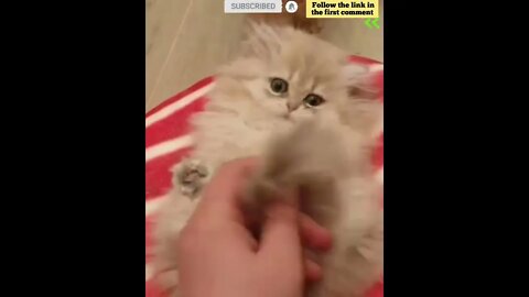 cute cat videos 😹 funny videos 😂 687 😻 #shorts #shortsfunny #cutecat #catvideos #catsfood #catscare
