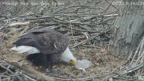 Hays Eagles Dad feeds H13 and H14 2021 03 25 1430