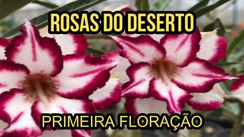 PRIMEIRAS FLORES DAS MINHAS ROSAS DO DESERTO😍😍😍