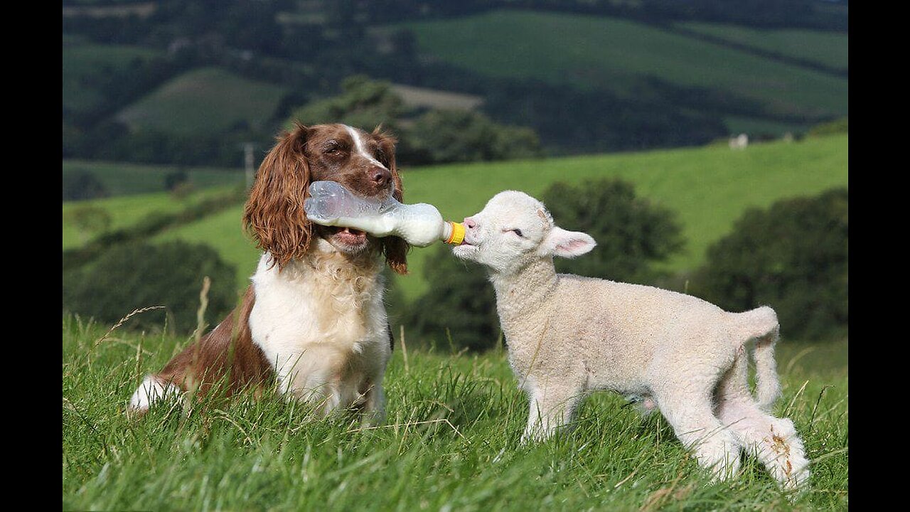 Goat Vs Dog