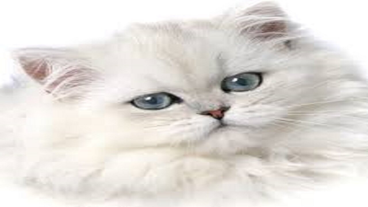 cute cat