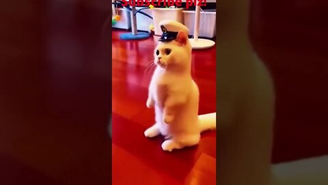 Viral Morning cat!🥰😍❤️ #shorts #ytshorts #trending #viral #cat #cute #cats