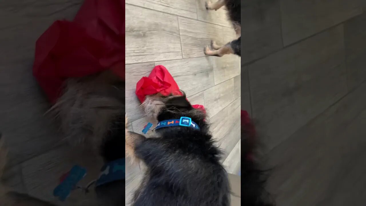 2020 For the Pups 2
