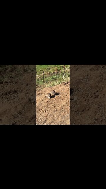 Teeny baby keets free ranging